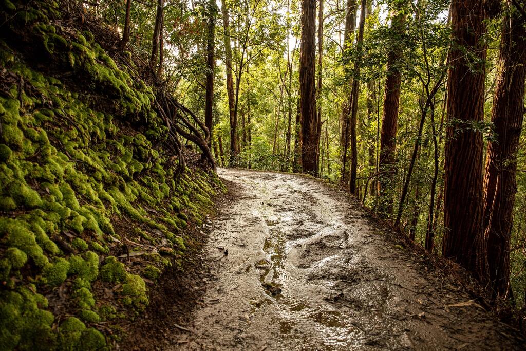 Aiea loop trail