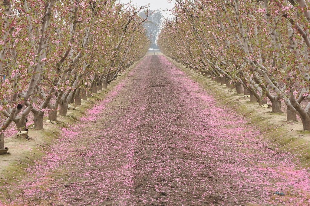Fresno blossom trail