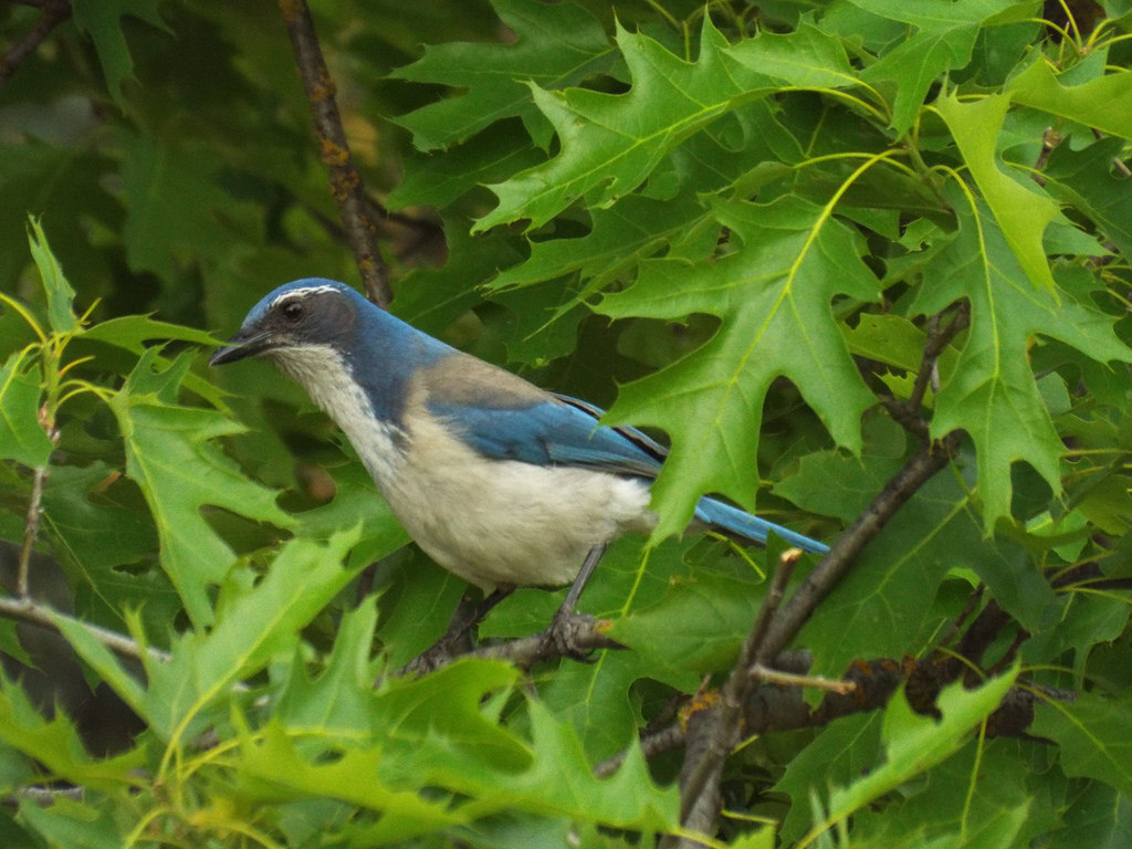 western scrub jay, Woodward Park, Fresno, California