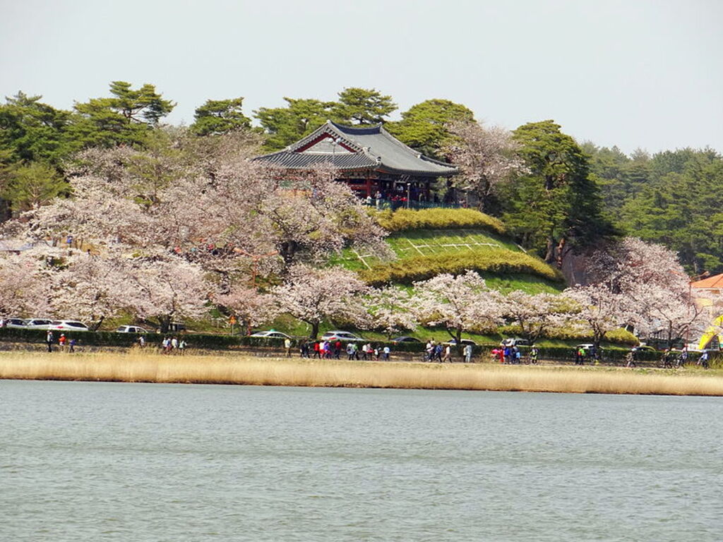 Gyeongpo Lake Cherry Blossoms
