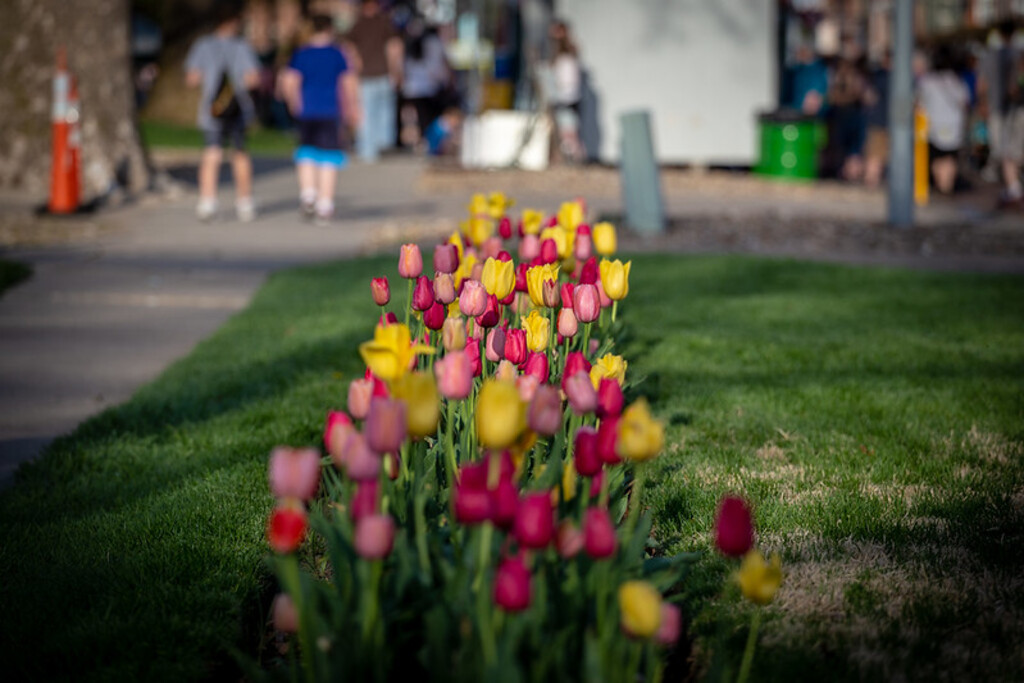 Pella Tulip Time