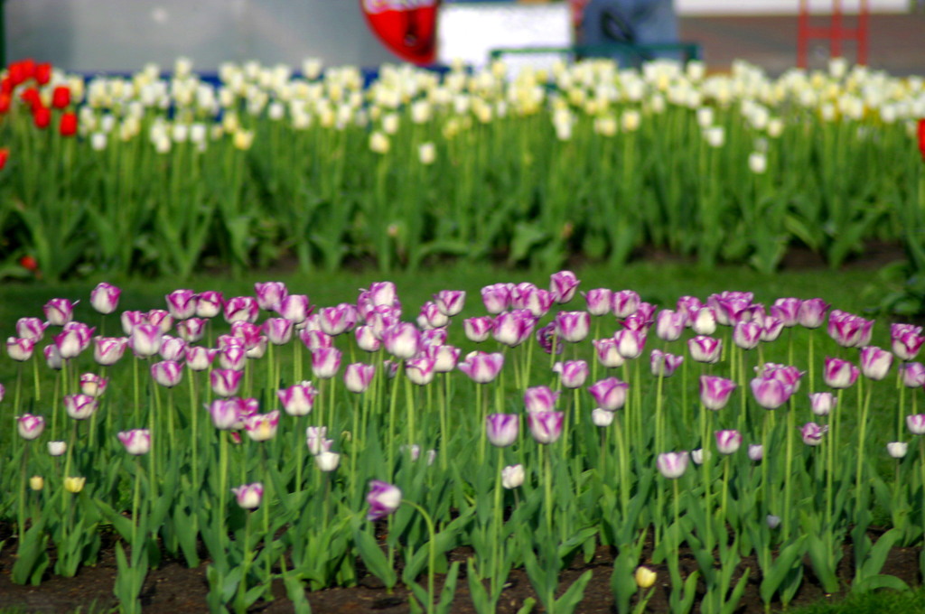 Tulip Fest 05