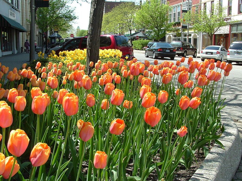 Holland MI Tulips 02