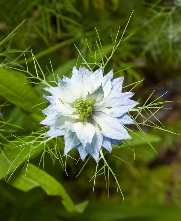 Nigella damascena Kaldari 01