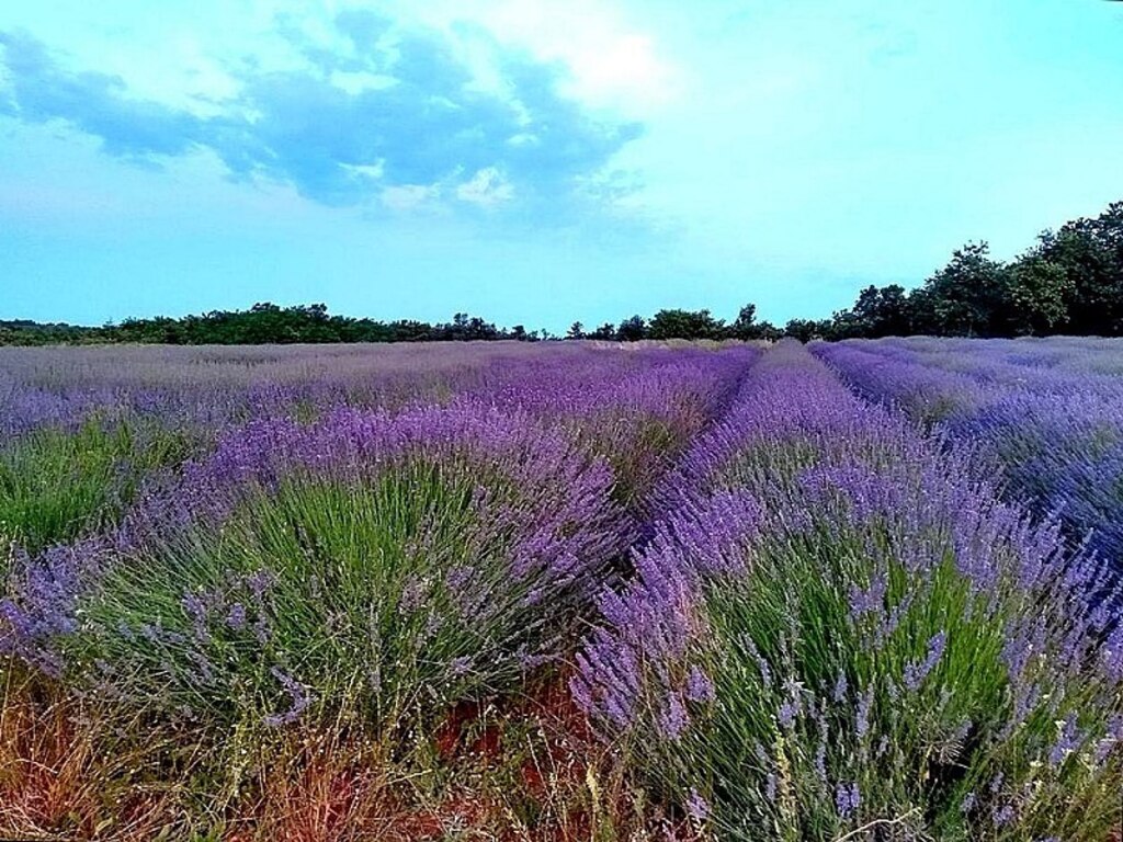 Lavender fields in Istria