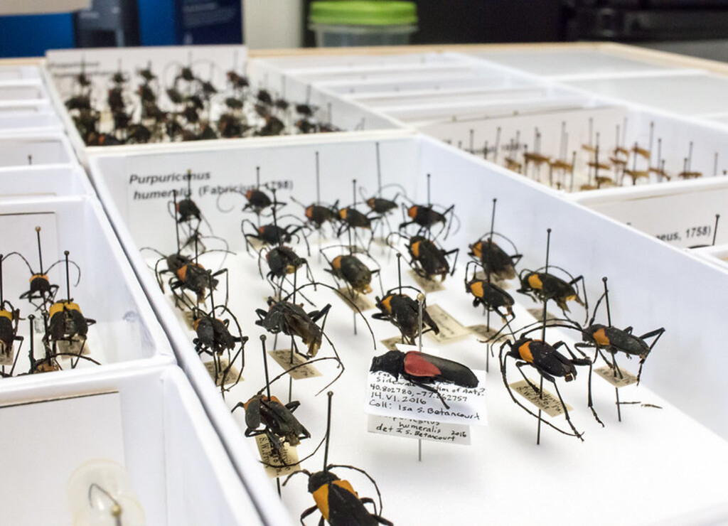 Entomology Collection Longhorned Beetle