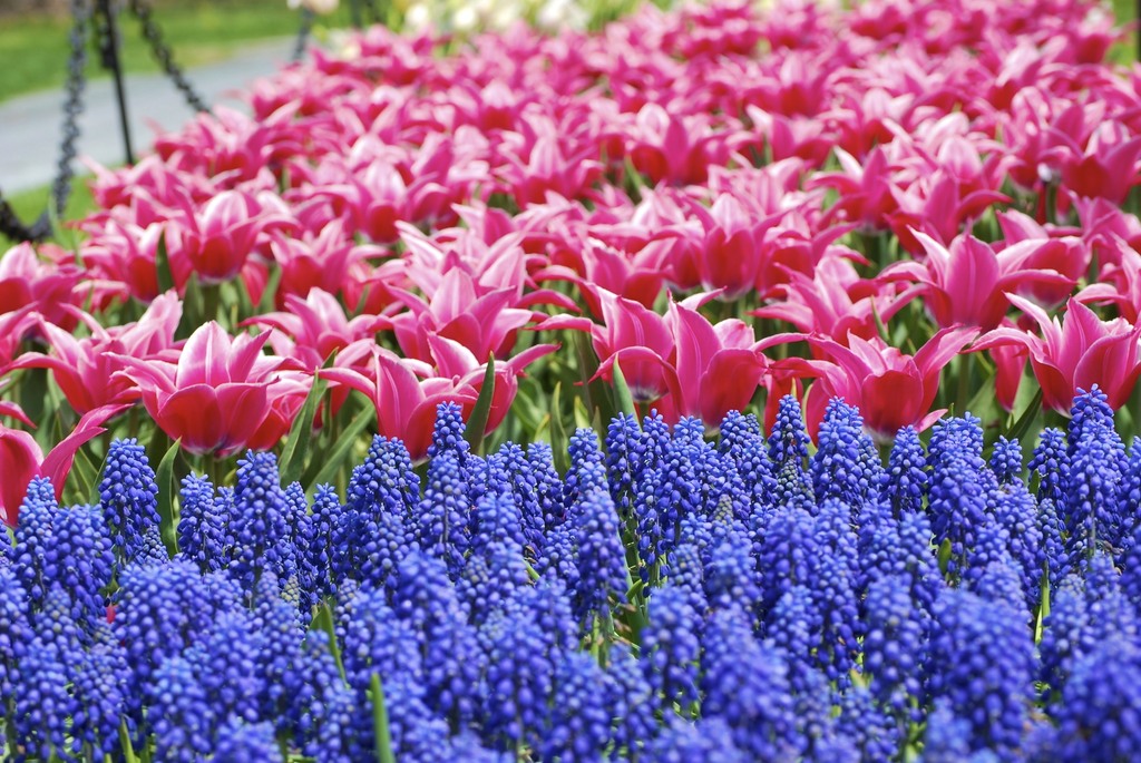 Albany Tulip Fest 2010-1