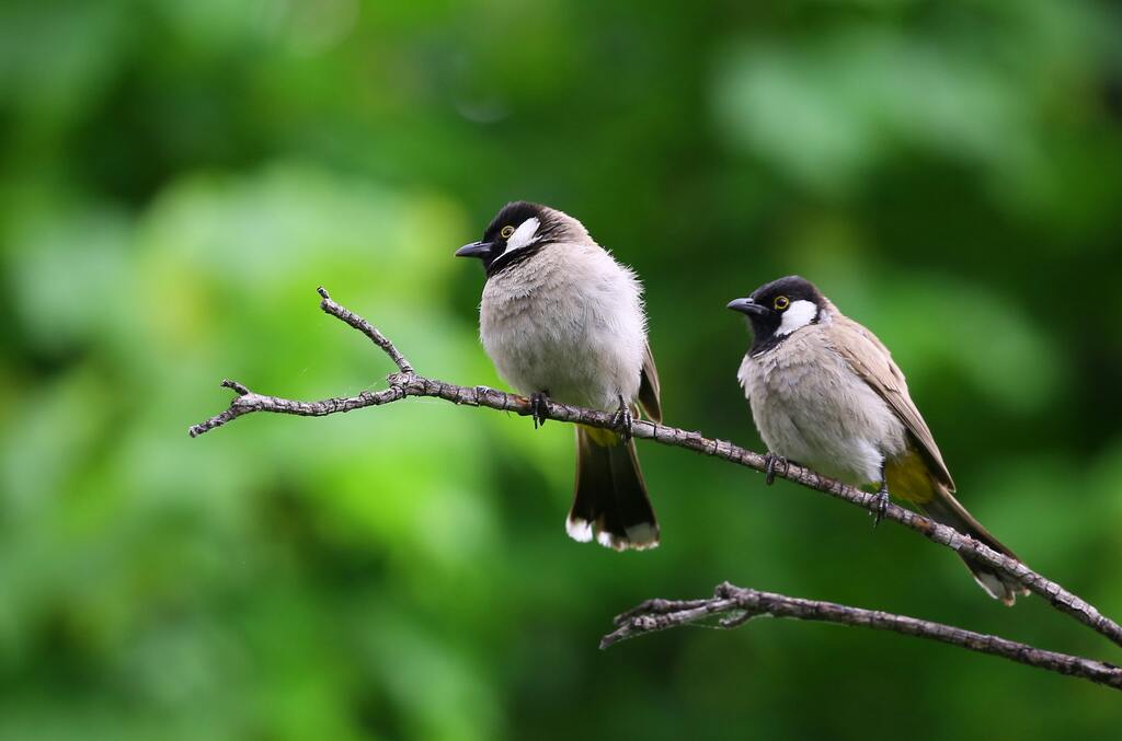 Wildlife