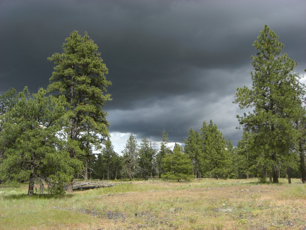 Turnbull National Wildlife Refuge pine savanna