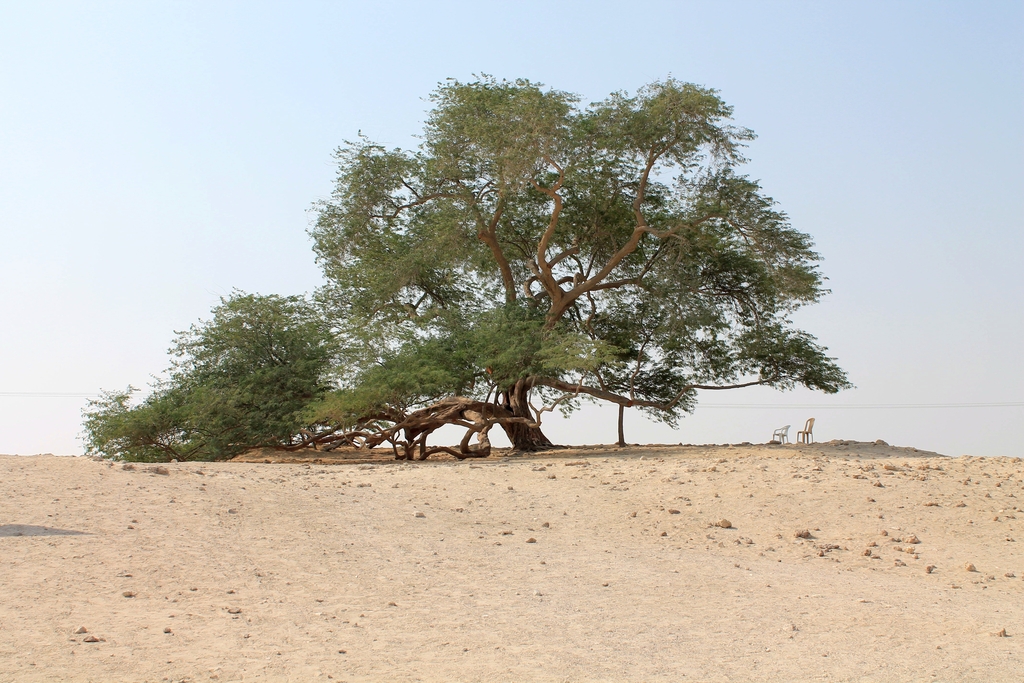 Tree of Life 