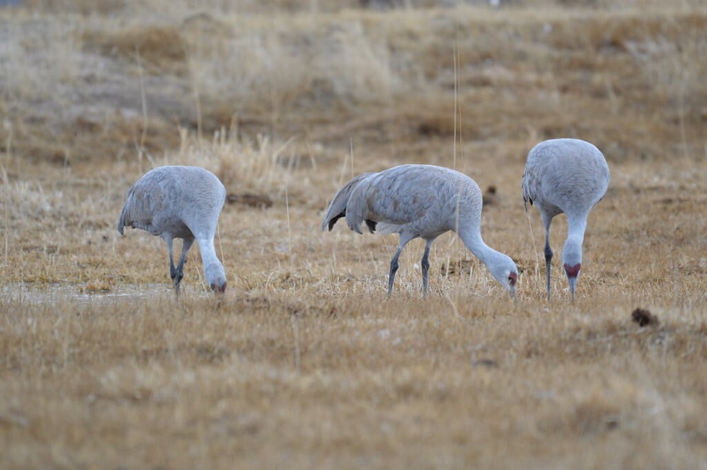 Monte Vista Crane Festival