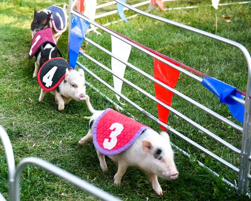 Colorado State Fair Pig Races