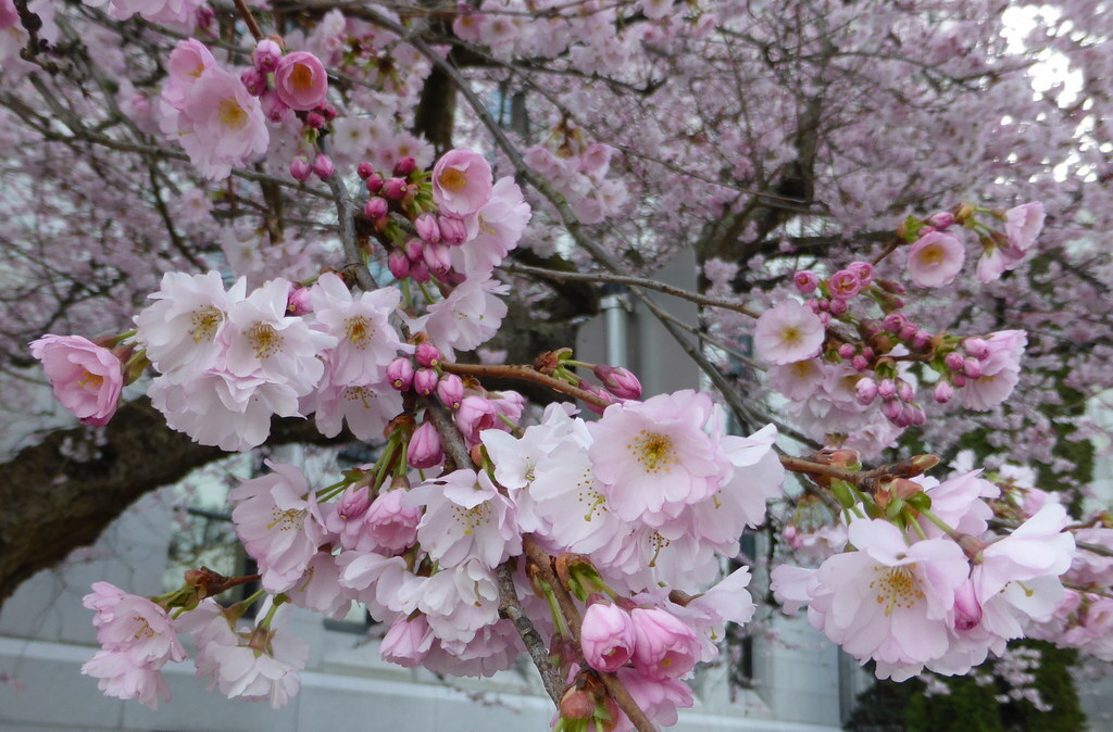 Popular Festivals In Vancouver, Canada