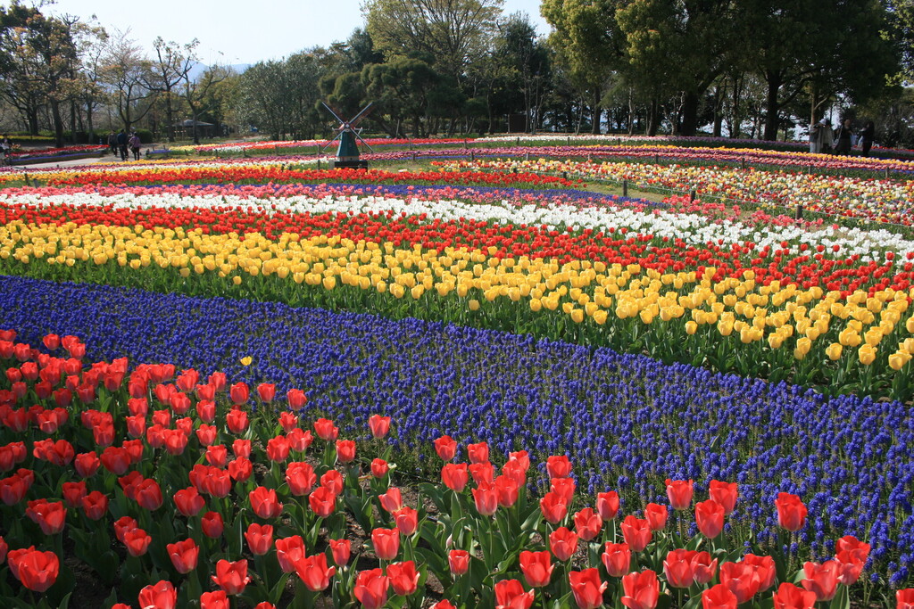 Tulip in Kiso Sansen National Government Park