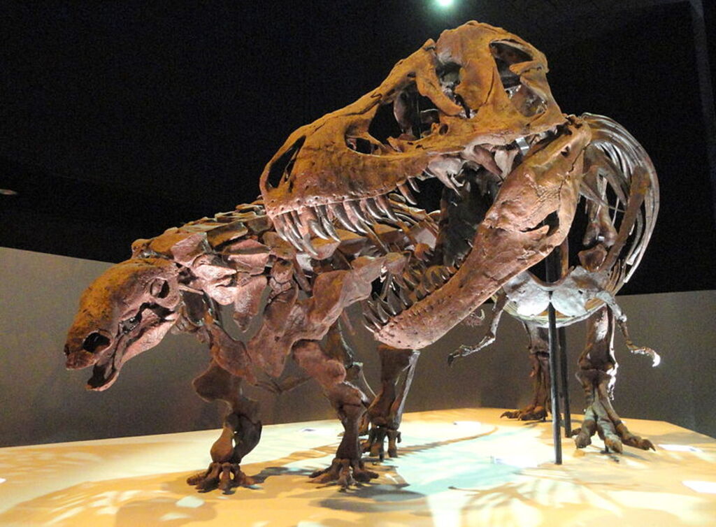 Dinosaur exhibit - Houston Museum of Natural Science - DSC01881
