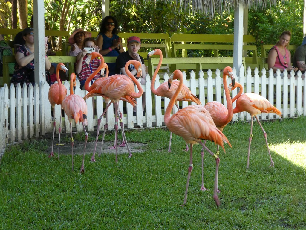 Nassau - Ardastra Gardens and Zoo
