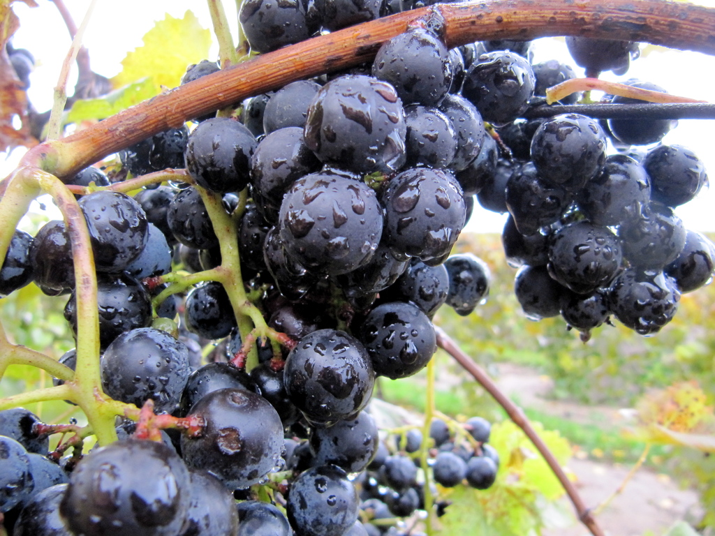 Grapes after rainfall in Fennville, Michigan