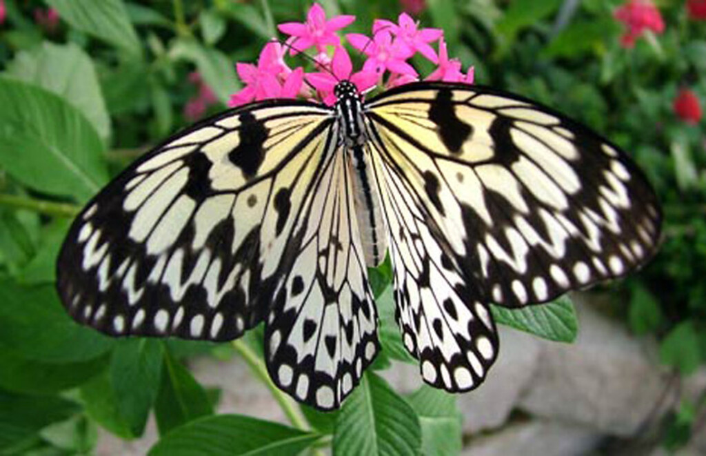 The Butterfly Palace
