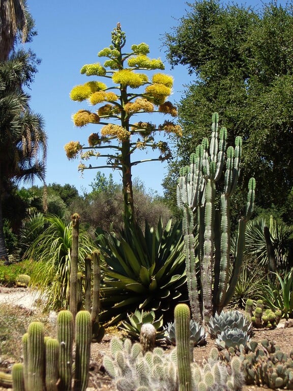 Arizona Cactus Garden, Stanford University, Palo Alto, CA, USA