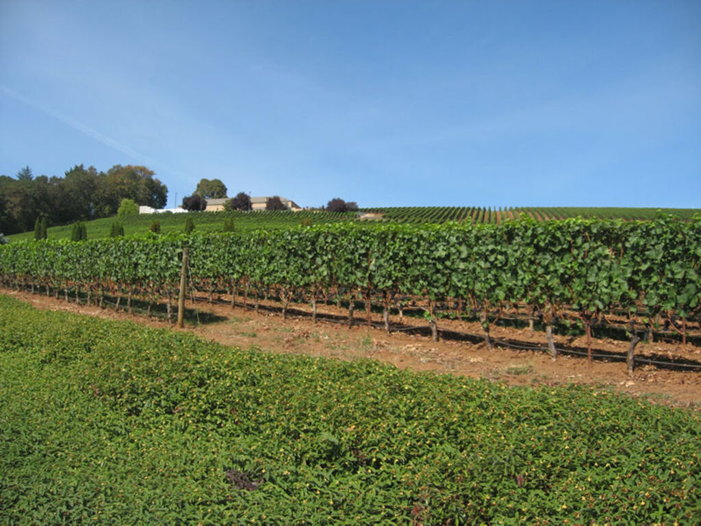 Archery Summit Estate vineyard