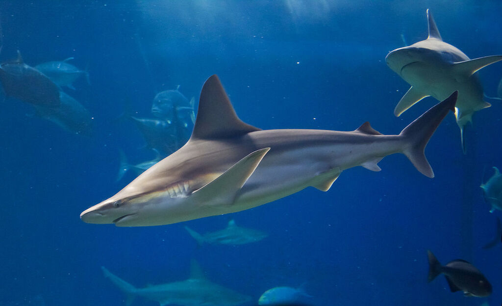 Carcharhinus plumbeus maui ocean center