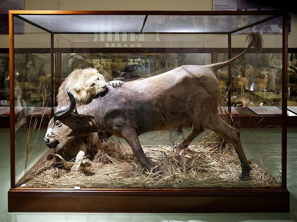 Animated lion and African buffalo taxidermy Powell-Cotton Museum, Birchington Kent England