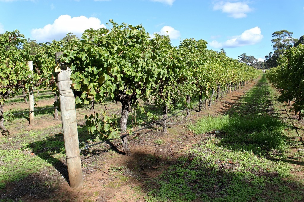 Vineyard