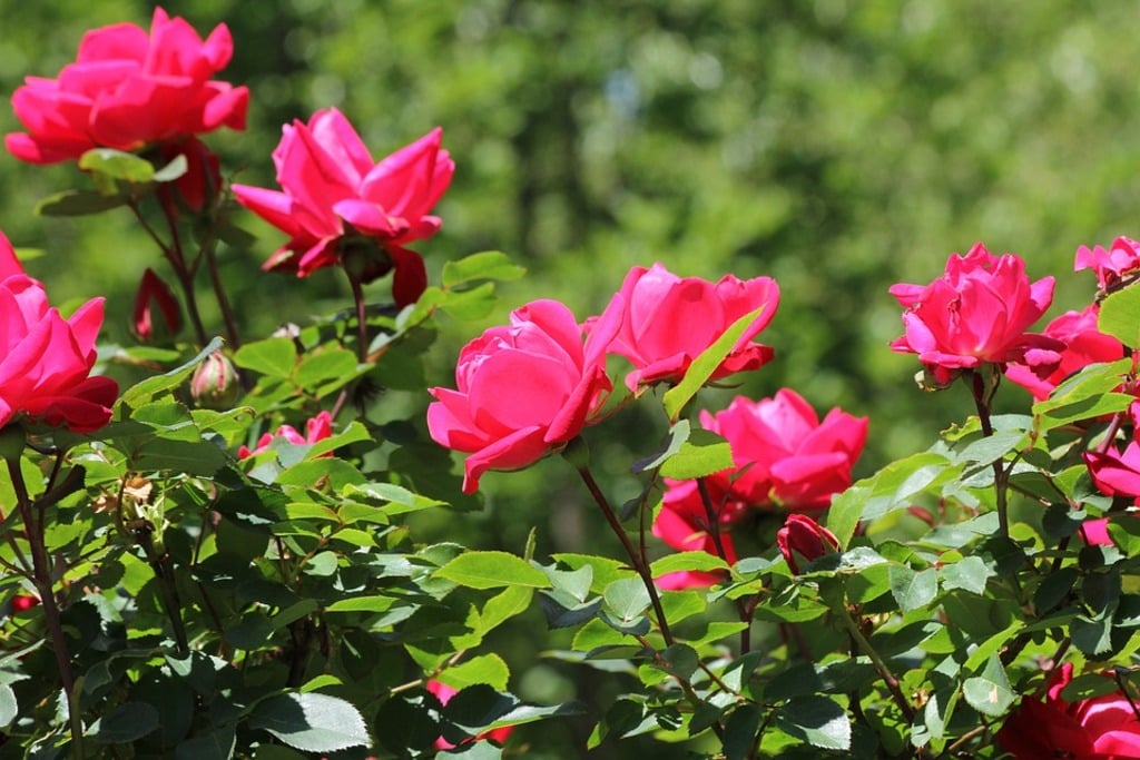 rose garden