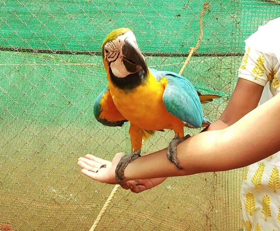 Macaw Parrot in Fundera Park, Yelagiri