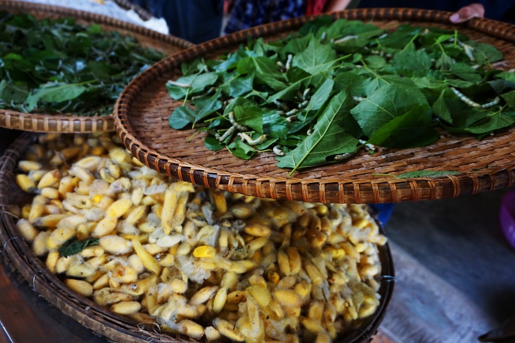 Basket, worms, silkworm, cocoon
