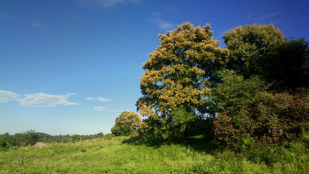Swamimalai hills, Yelagiri, TN