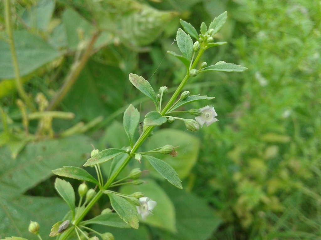 Medicinal Plant (Herbs)
