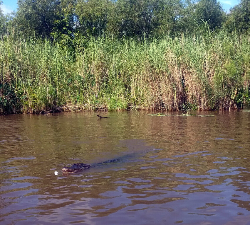 Gator 2, Cajun Pride Swamp Tour, Honey Island, Sidell, Louisiana, USA