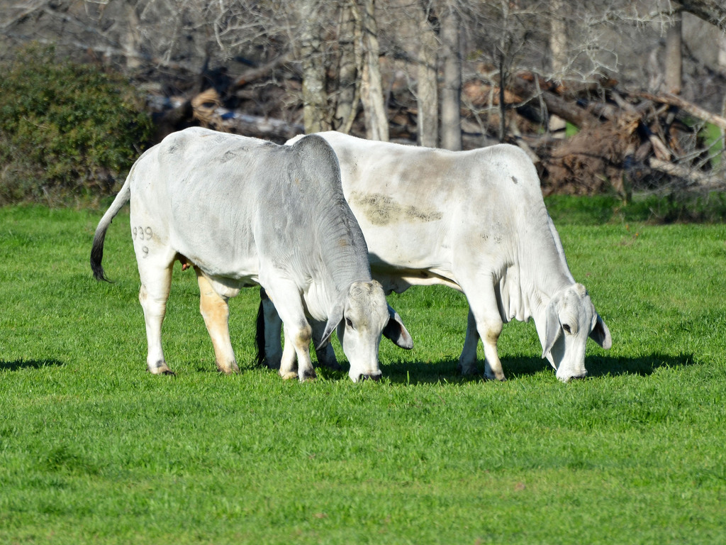 Brahman cattle graze in Brazos County, Texas. NRCS photo by Beverly Moseley. (24489776063)