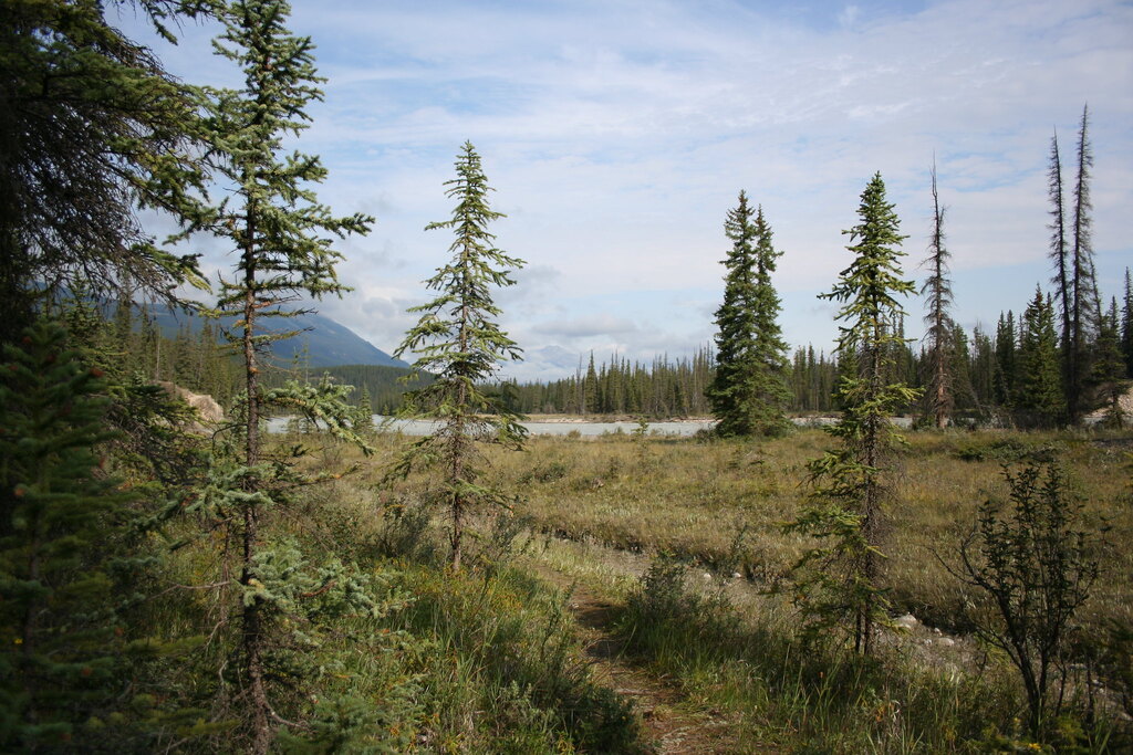 The Best Meadow