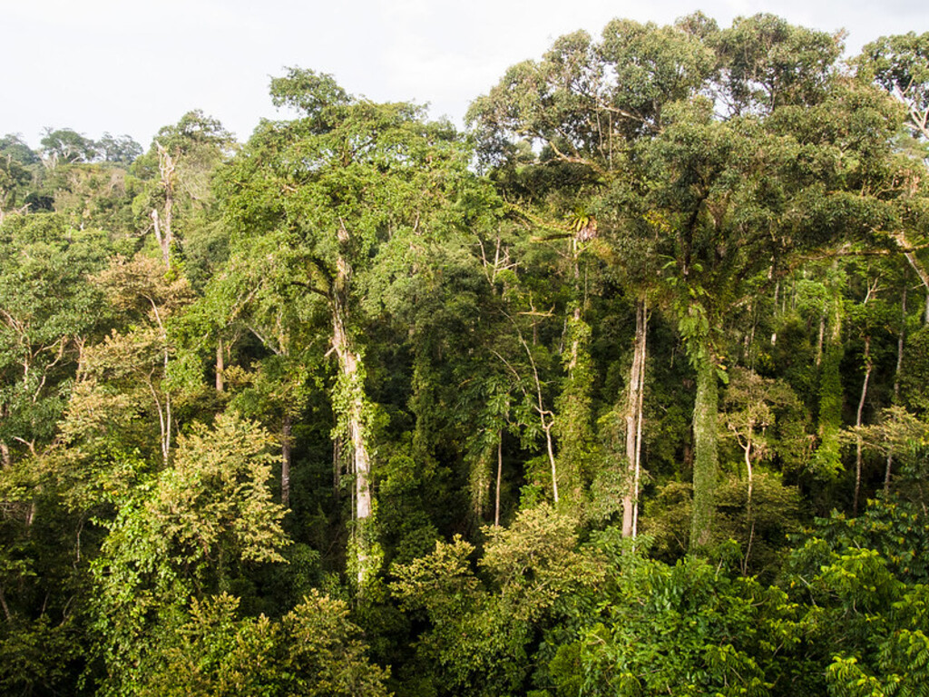 Dipterocarp Forest at Danum Valley