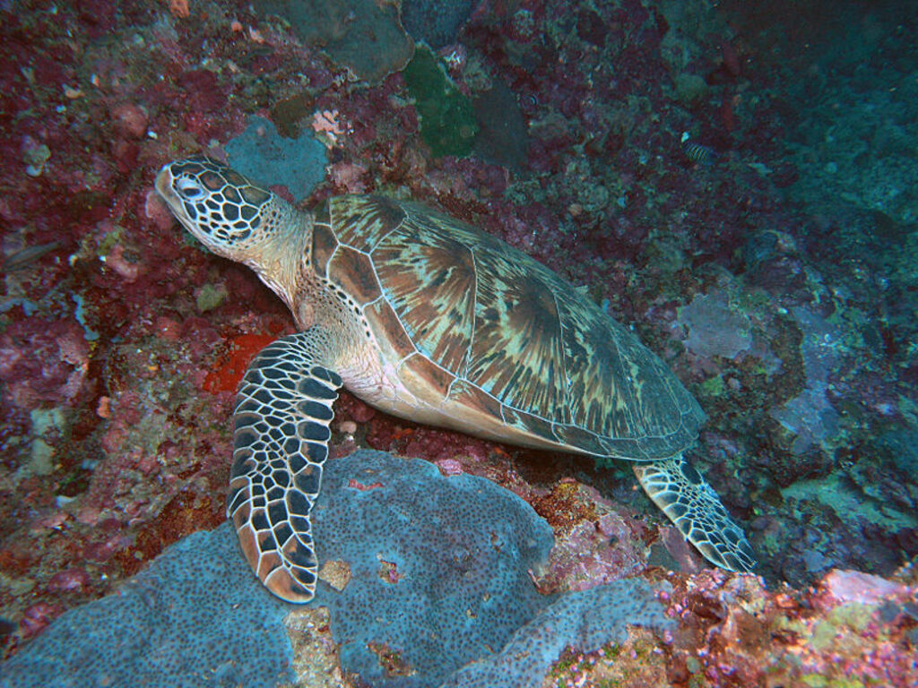 Hawksbill Sipadan