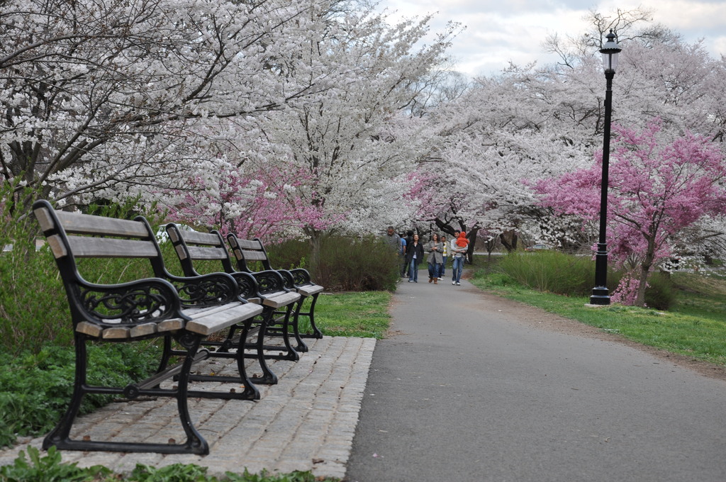 Cherry Blossom in Branch Brook Park, NJ - 2012
