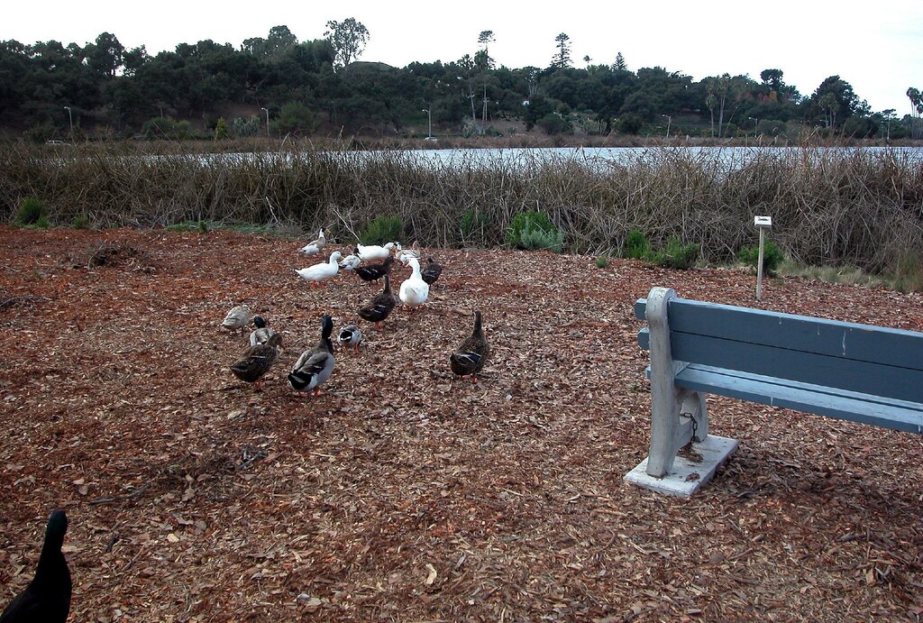 DSCN0754-Residents of The Santa Barbara Bird Sanctuary
