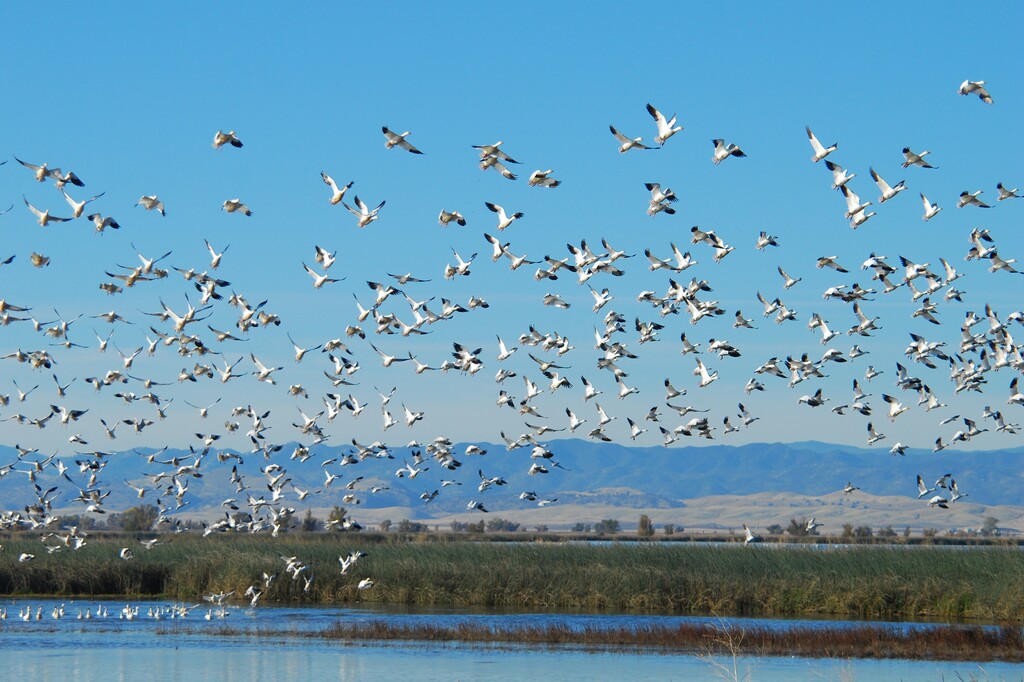 Snow geese taking flight