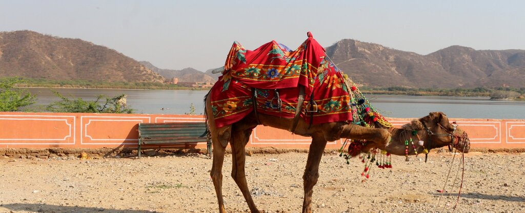 Camel resting near jal mahal