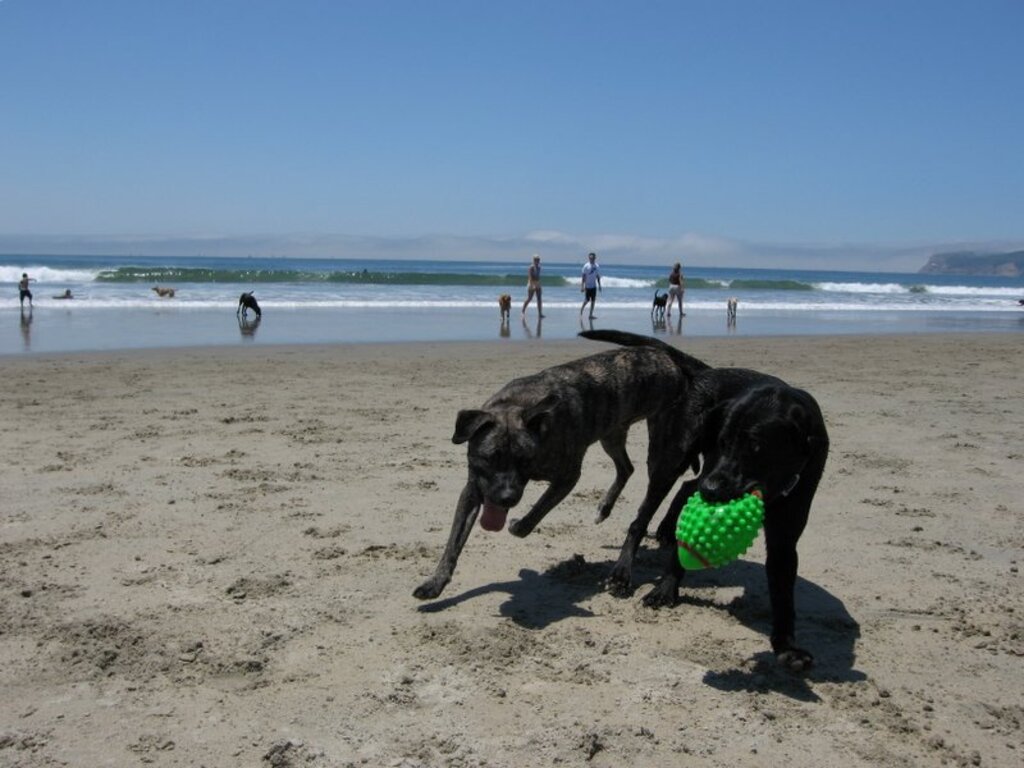 Coronado Beach Dog Park