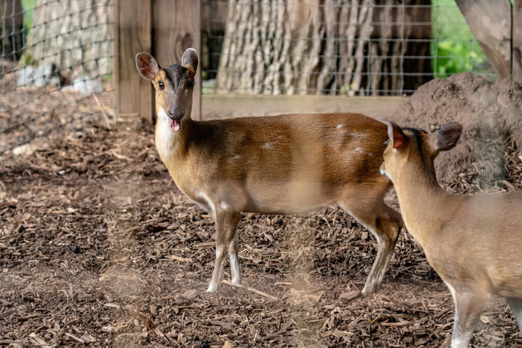 Chinese Deer