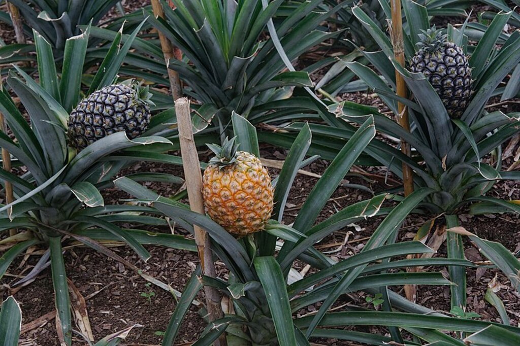 Ananas Arruda 5