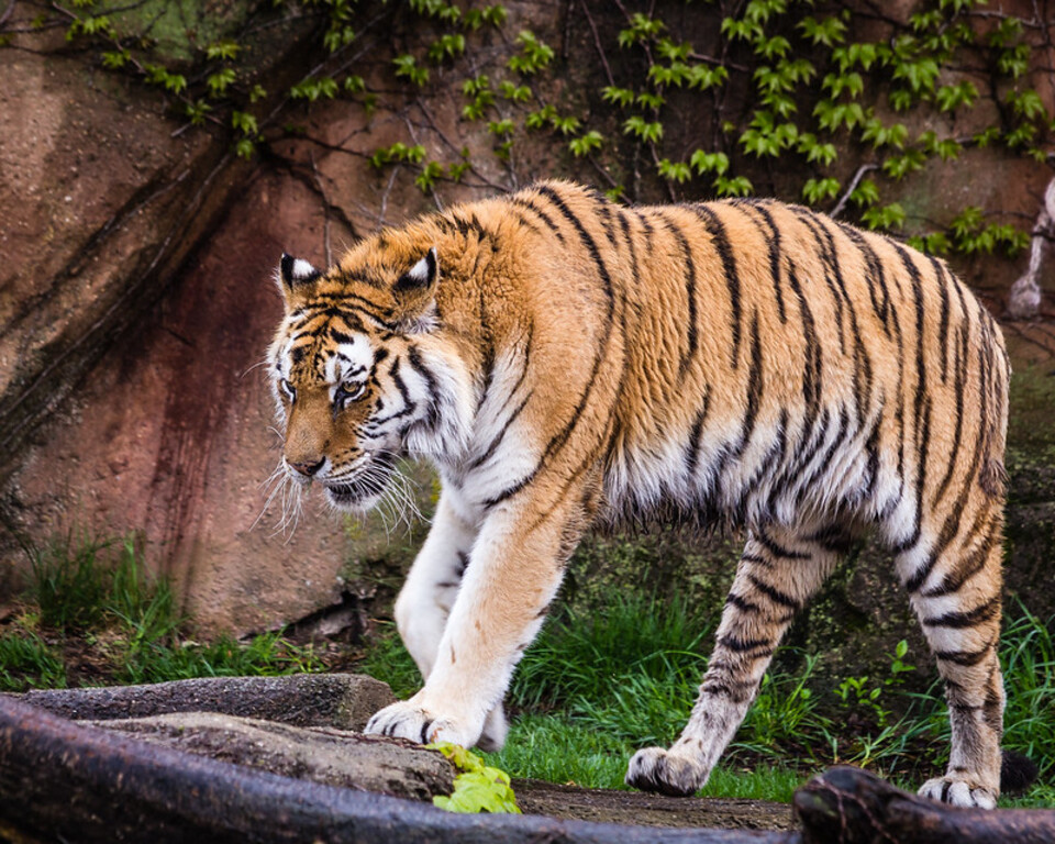 Siberian Tiger Lincoln Park Zoo