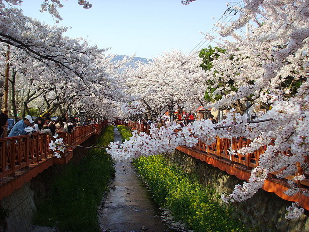 Jinhae Gunhang Festival 20080405