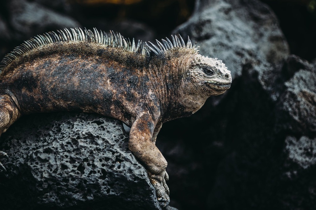 exotic animals