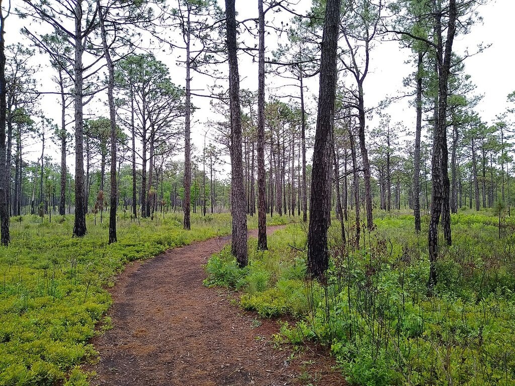 Carolina Beach State Park 1