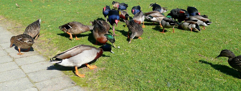 Pukeko + Ducks feeding