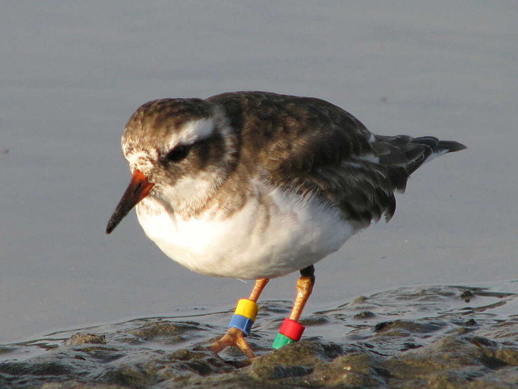 Shore Plover